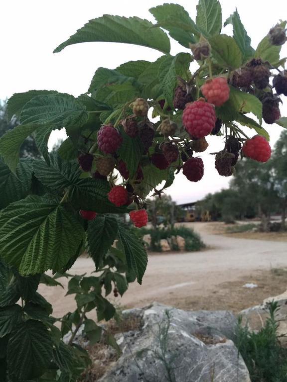 토리토 Agriturismo Armienti 빌라 외부 사진